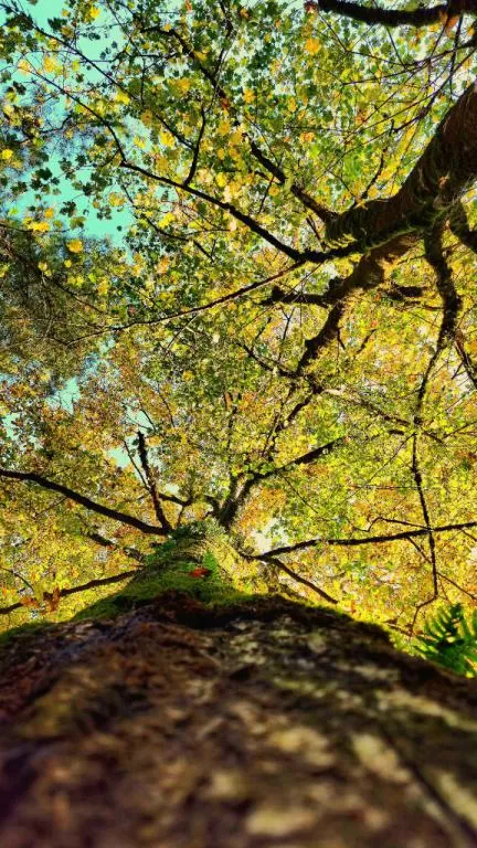 عکاسی طبیعت